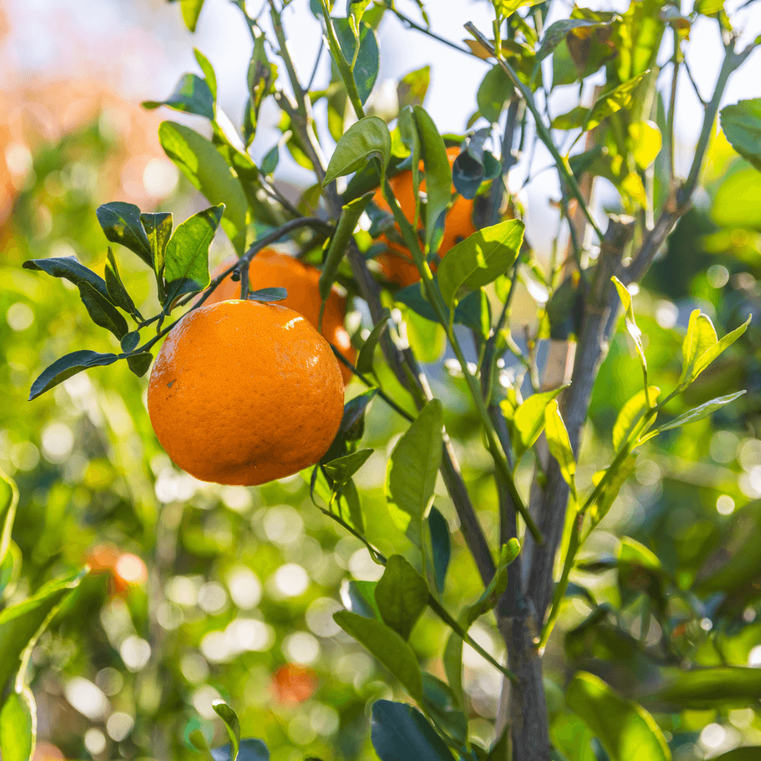Brown Select Satsuma