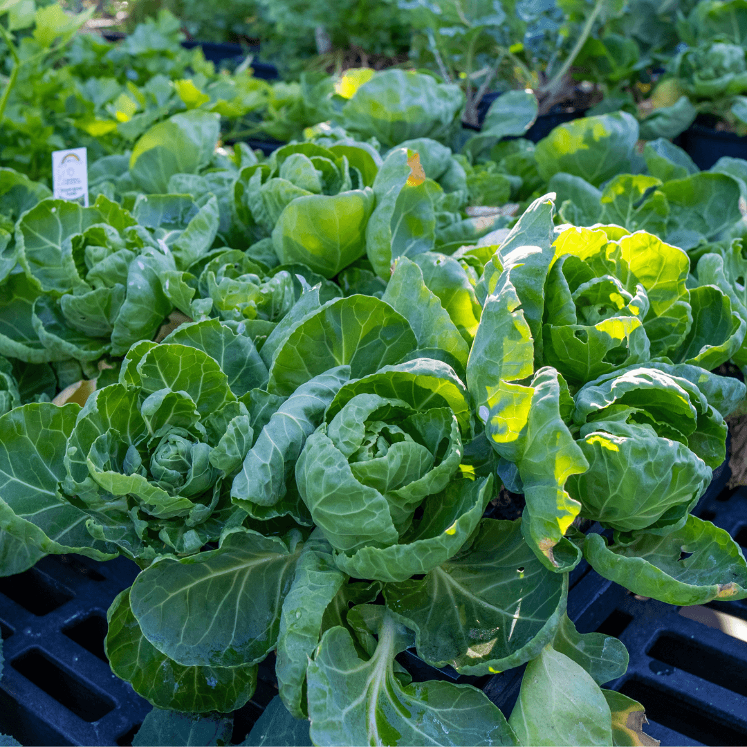 Healthy Green Brussel Sprouts