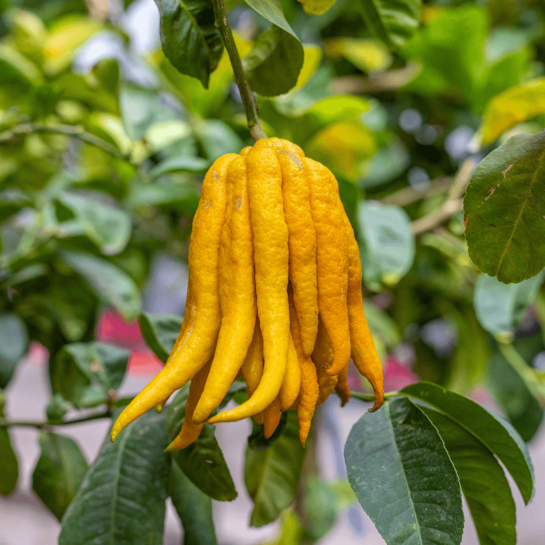 Buddha's Hand Lemon