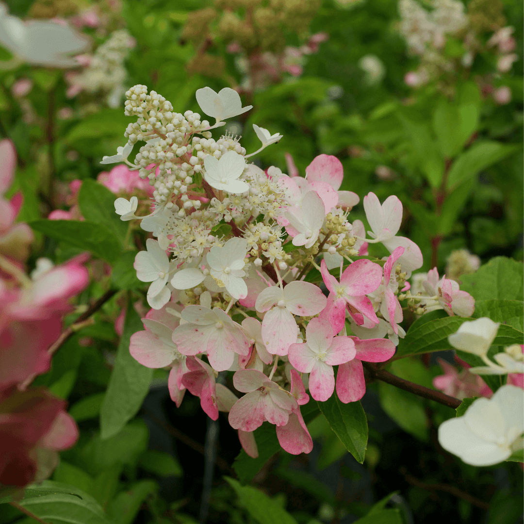 Mature Blooming Bulk Hydrangea Paniculata Plant with Pink Flowers