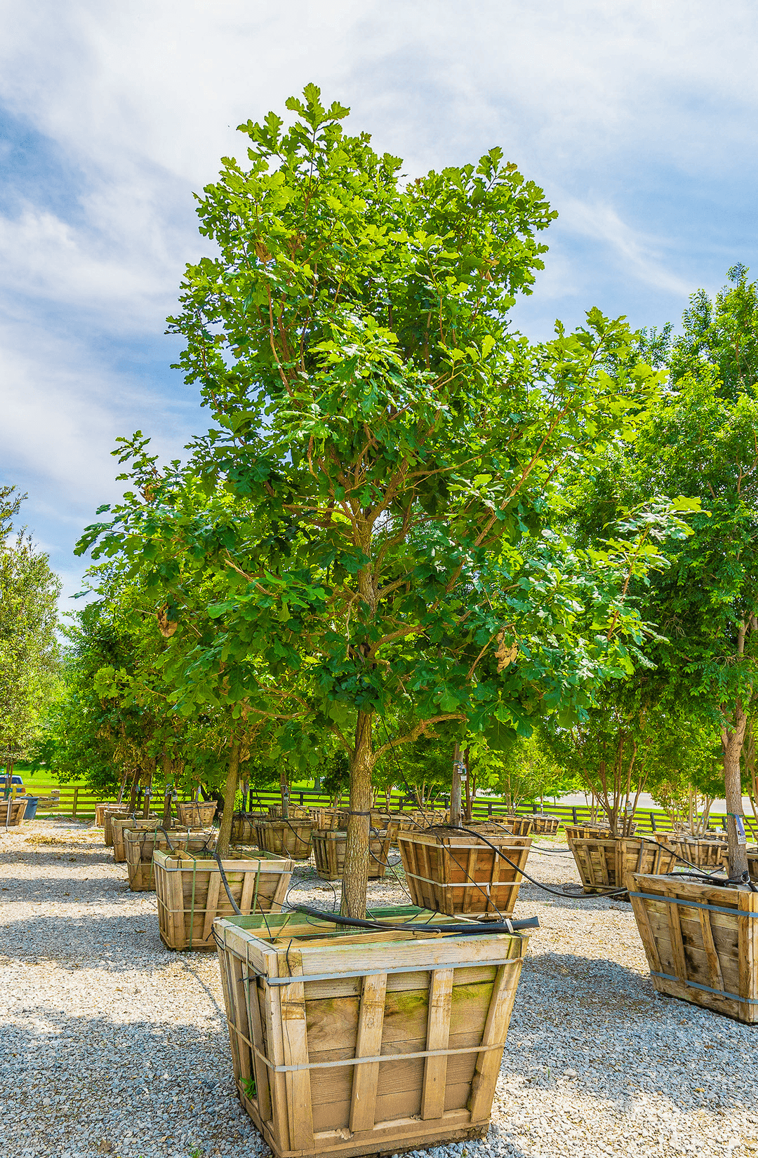 Bur Oak | Oak Trees Magnolia Trees | Moon Valley Nurseries