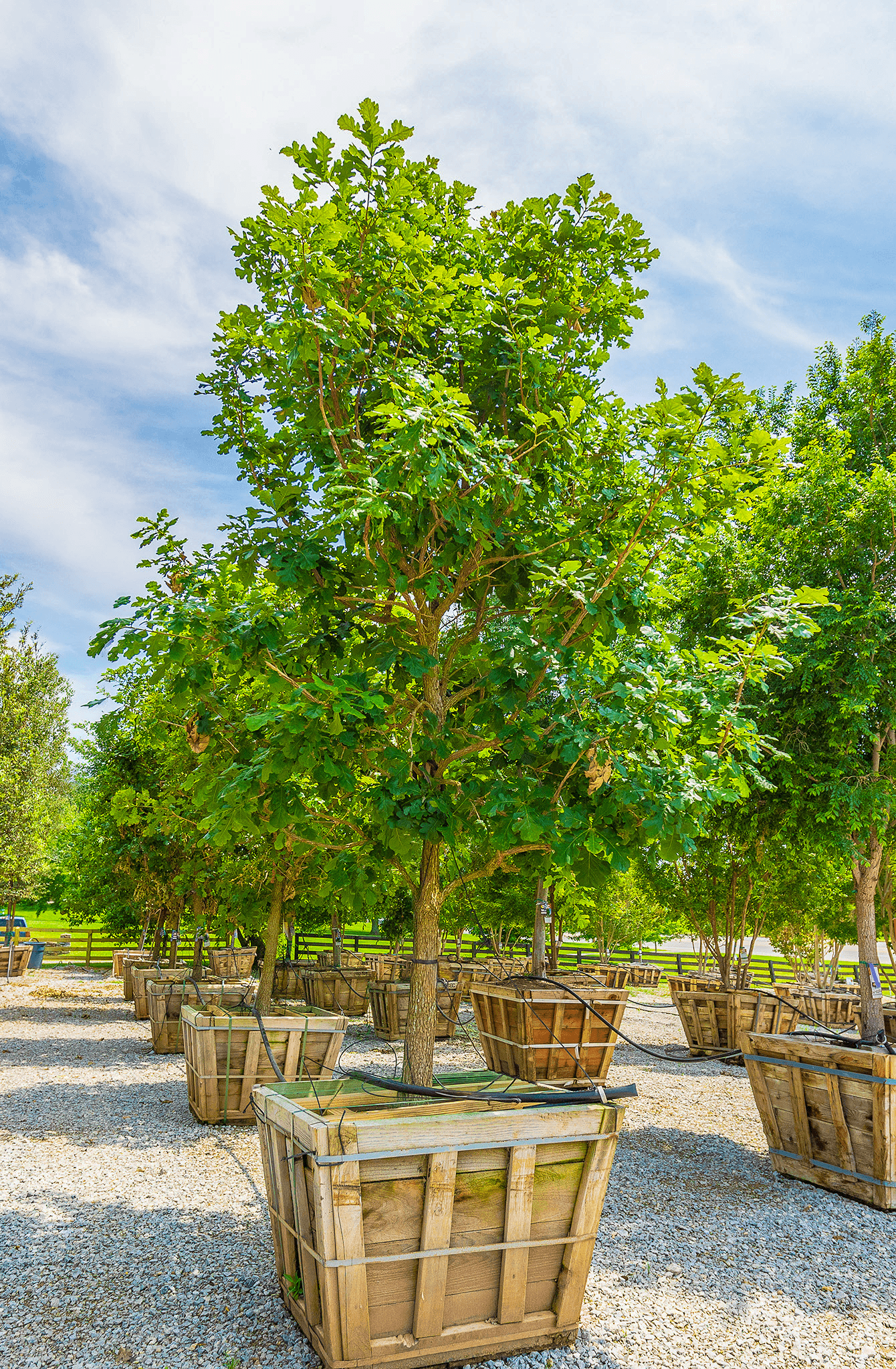 Bur oak single