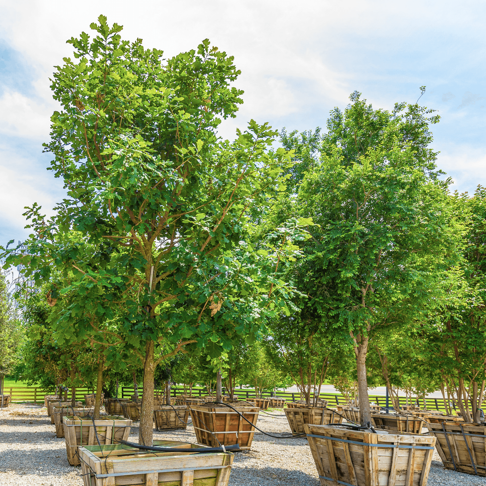 Bur oak multiple