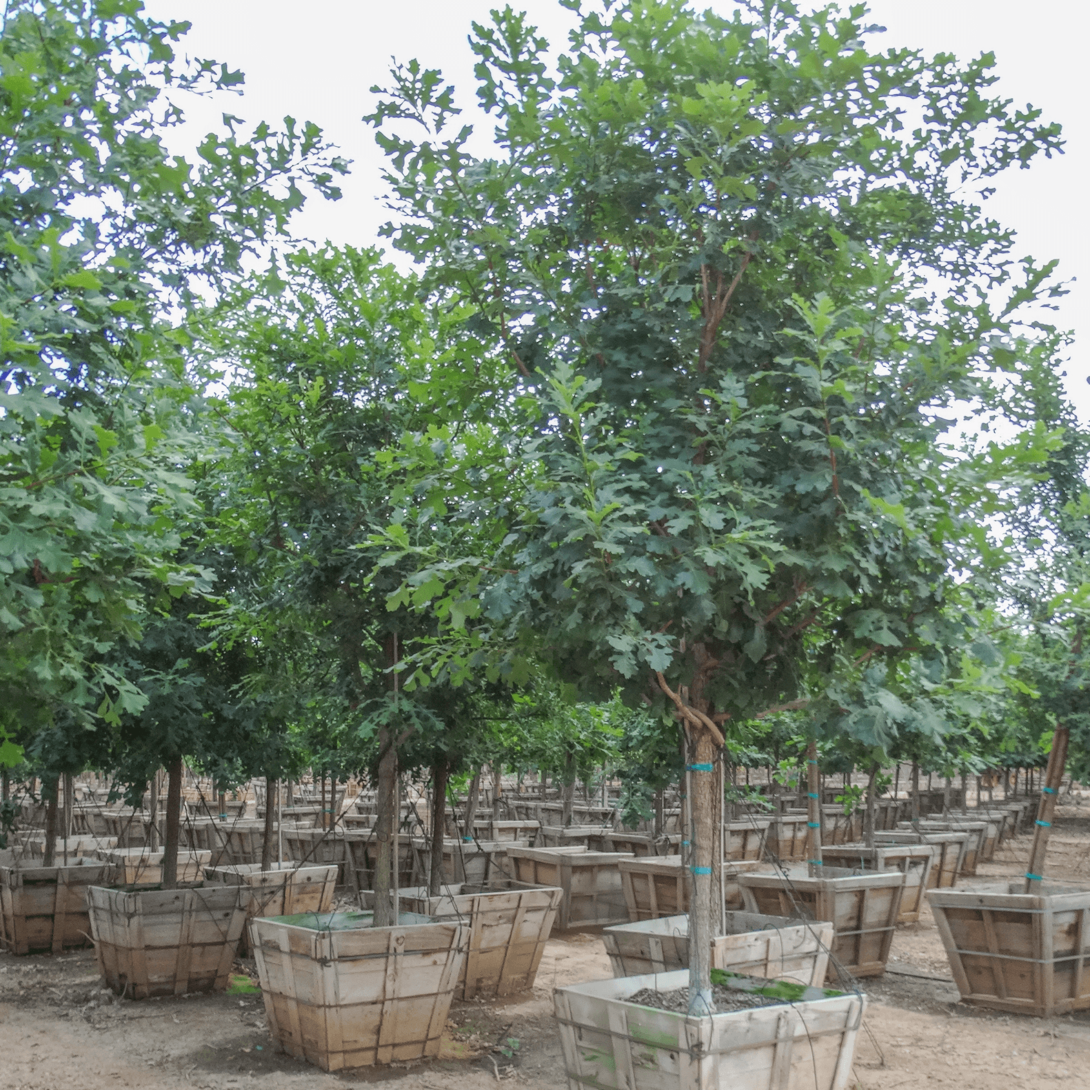 Bur oak old row