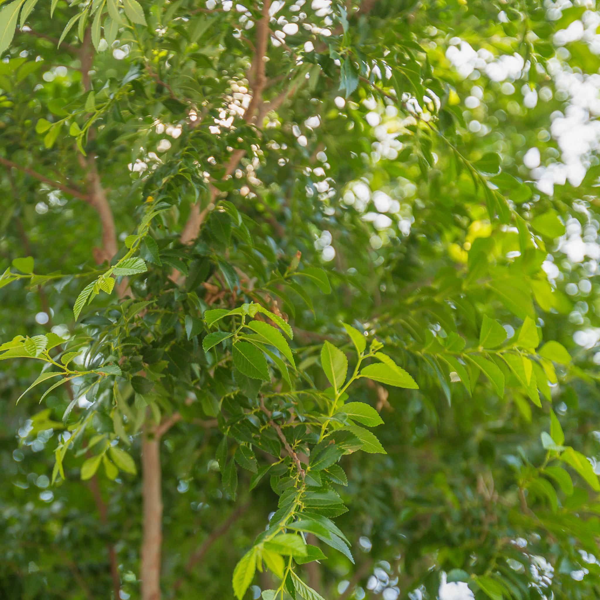 Bur oak leaves