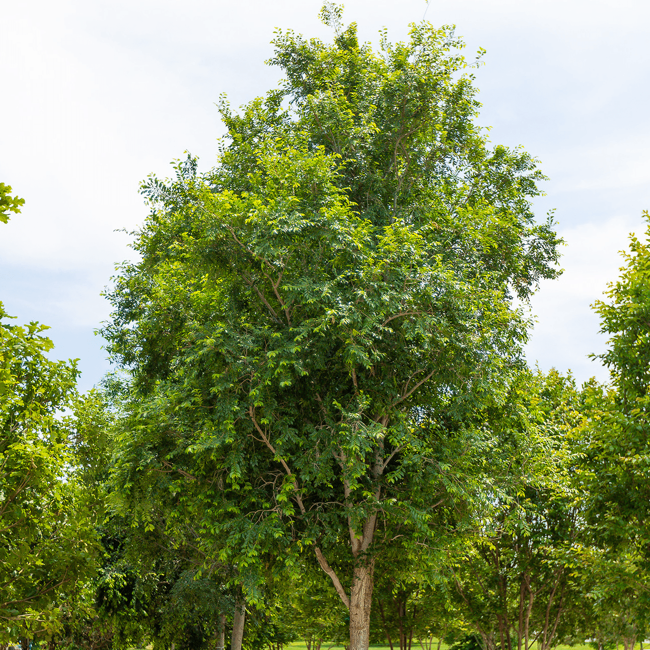 Bur oak canopy