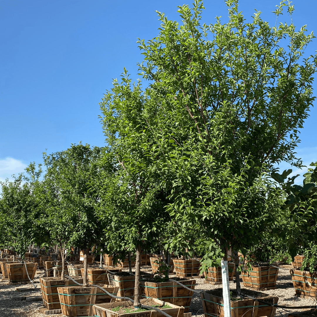 Row of Mature Burgundy Plum Trees at Nursery