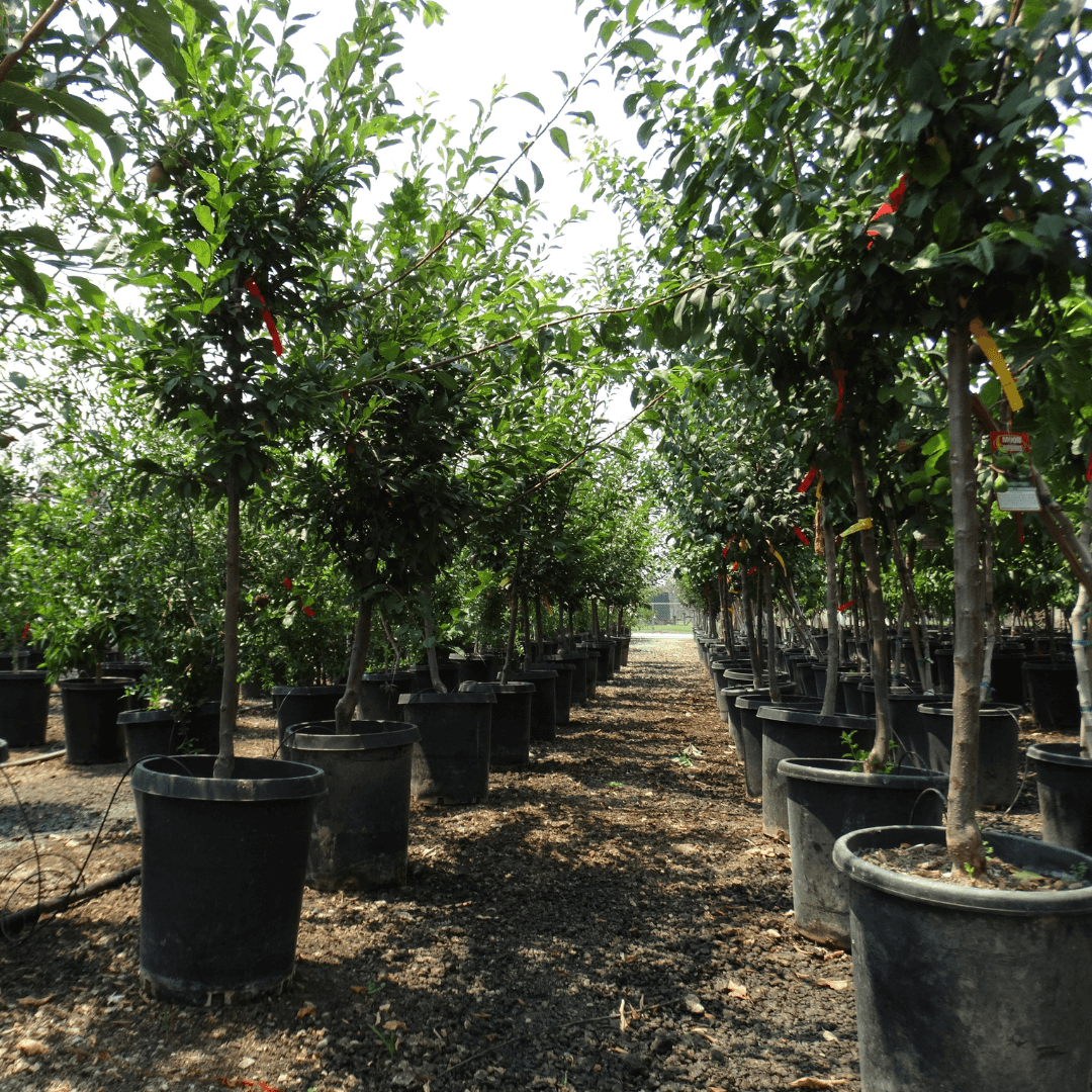 Row of Mature Burgundy Plum Trees at Nursery