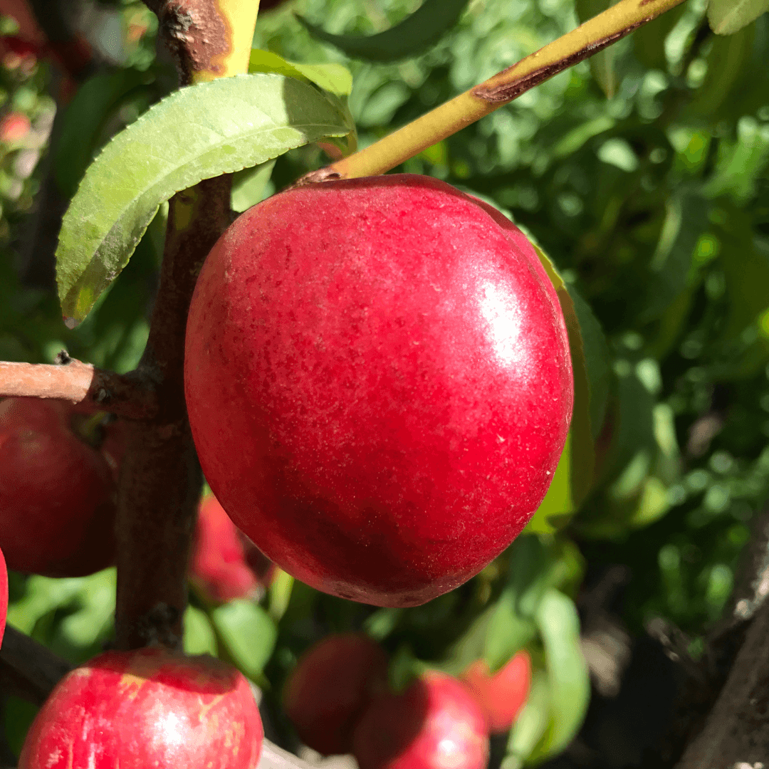 Beautiful Ripe Burgundy Plum Fruit on Tree