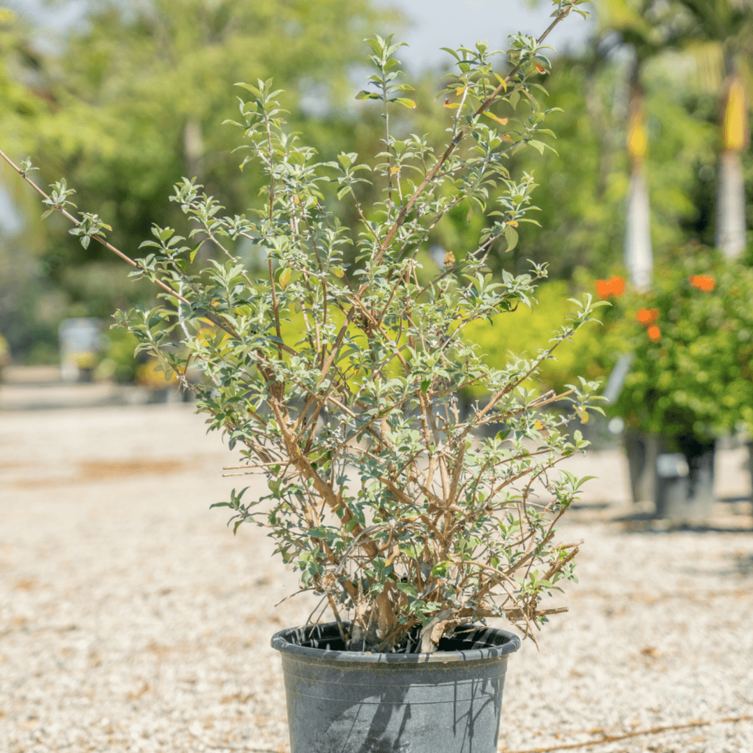 Butterfly Bush Potted In Nursery