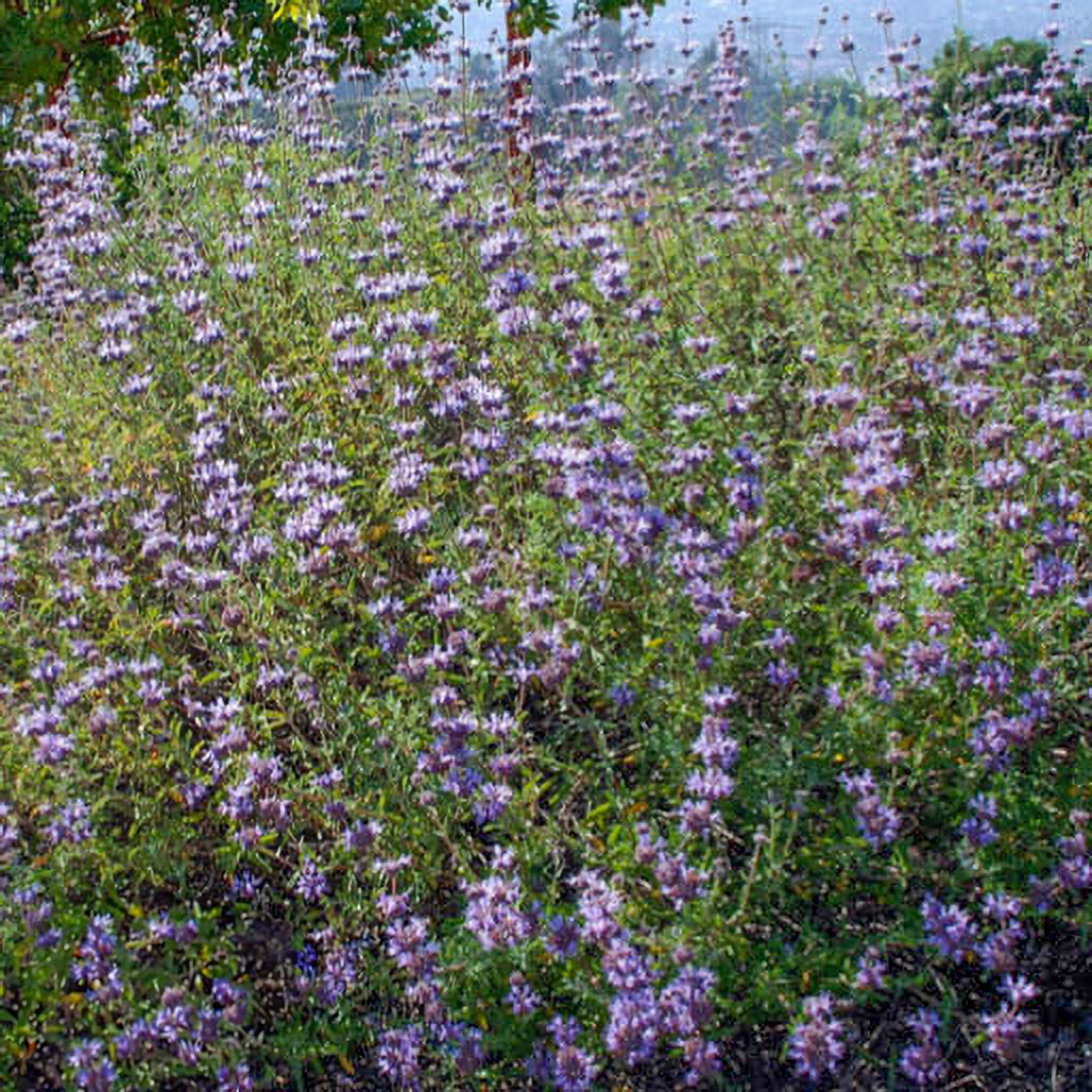 CHAPARRAL SAGE