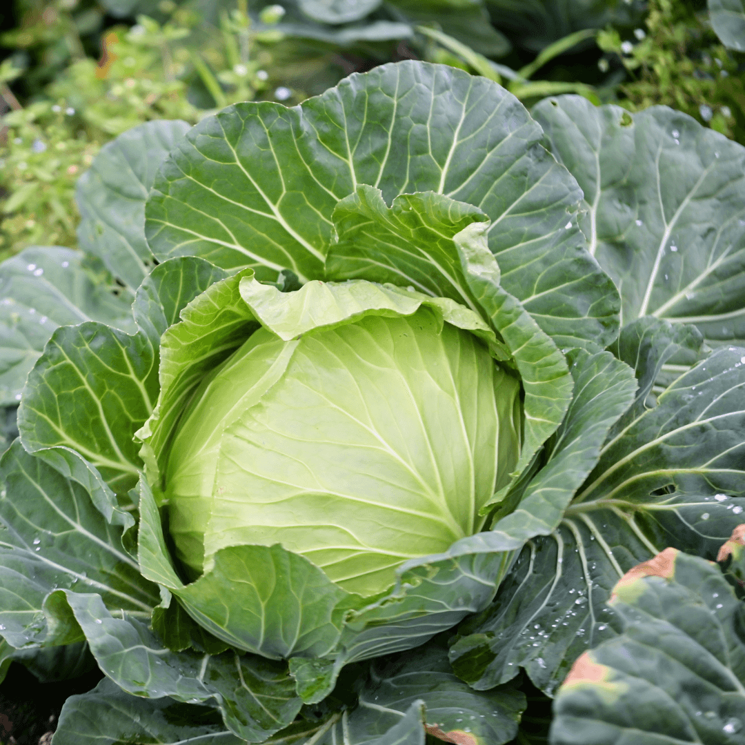 Healthy Green Cabbage Plant