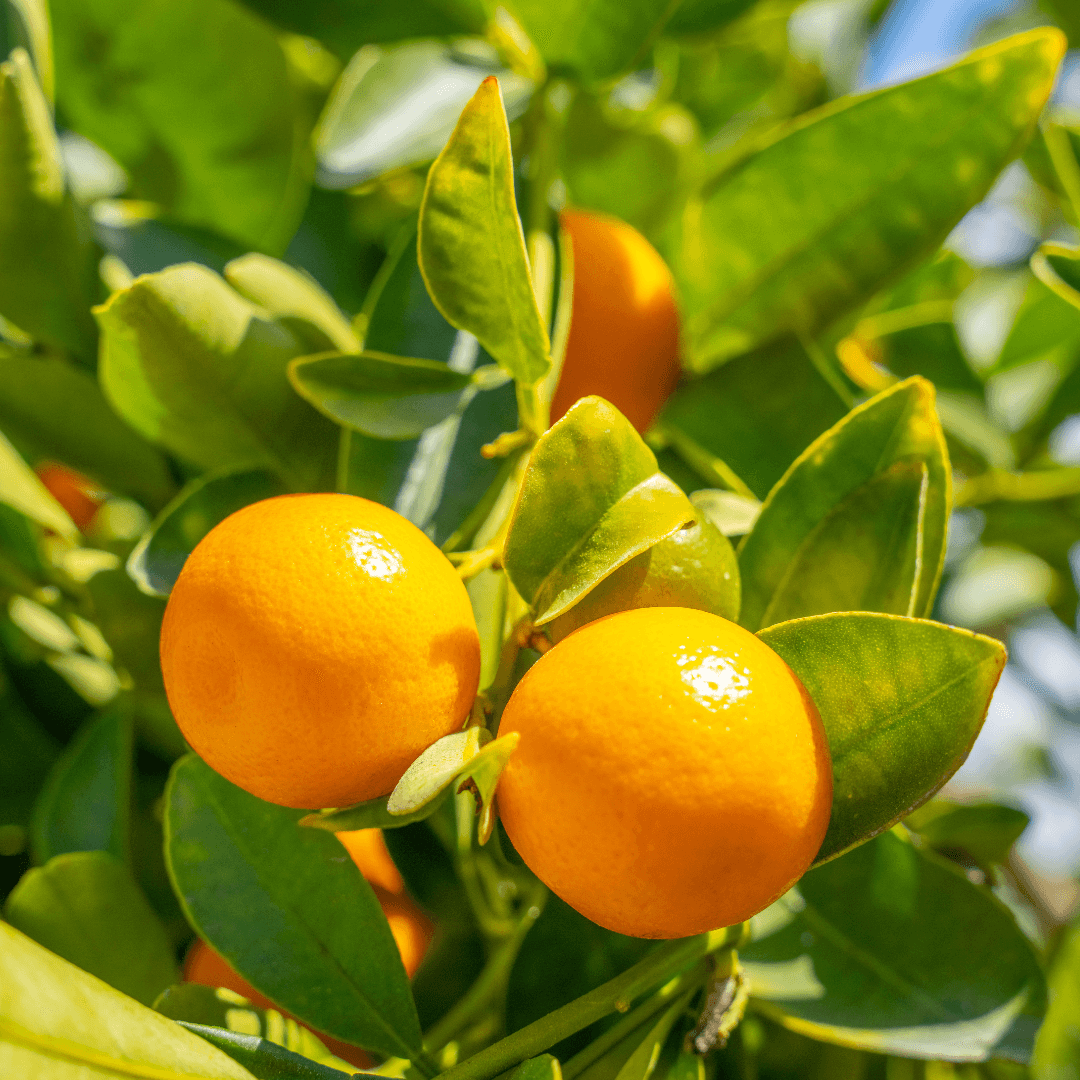 Calamondin Fruit
