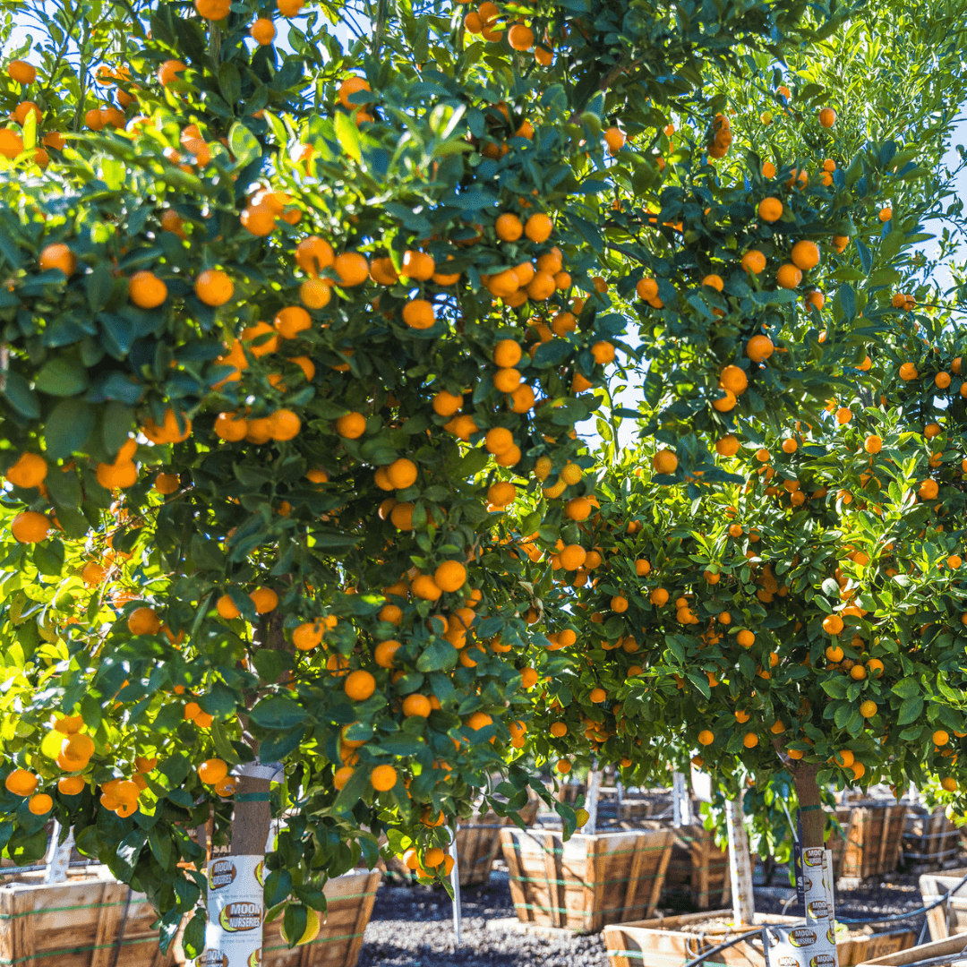 Calamondin Tree Canopy