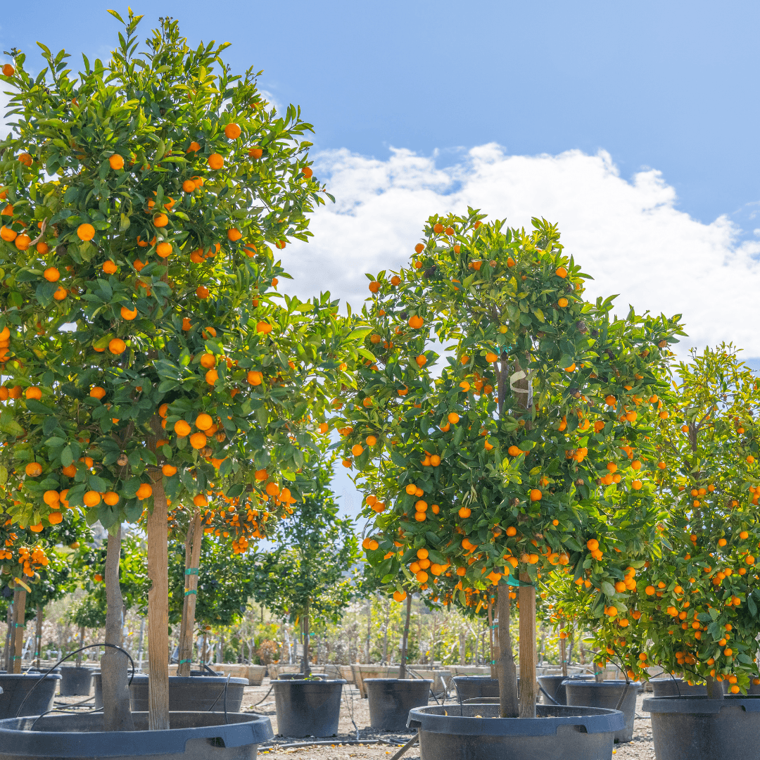 Calamondin Trees