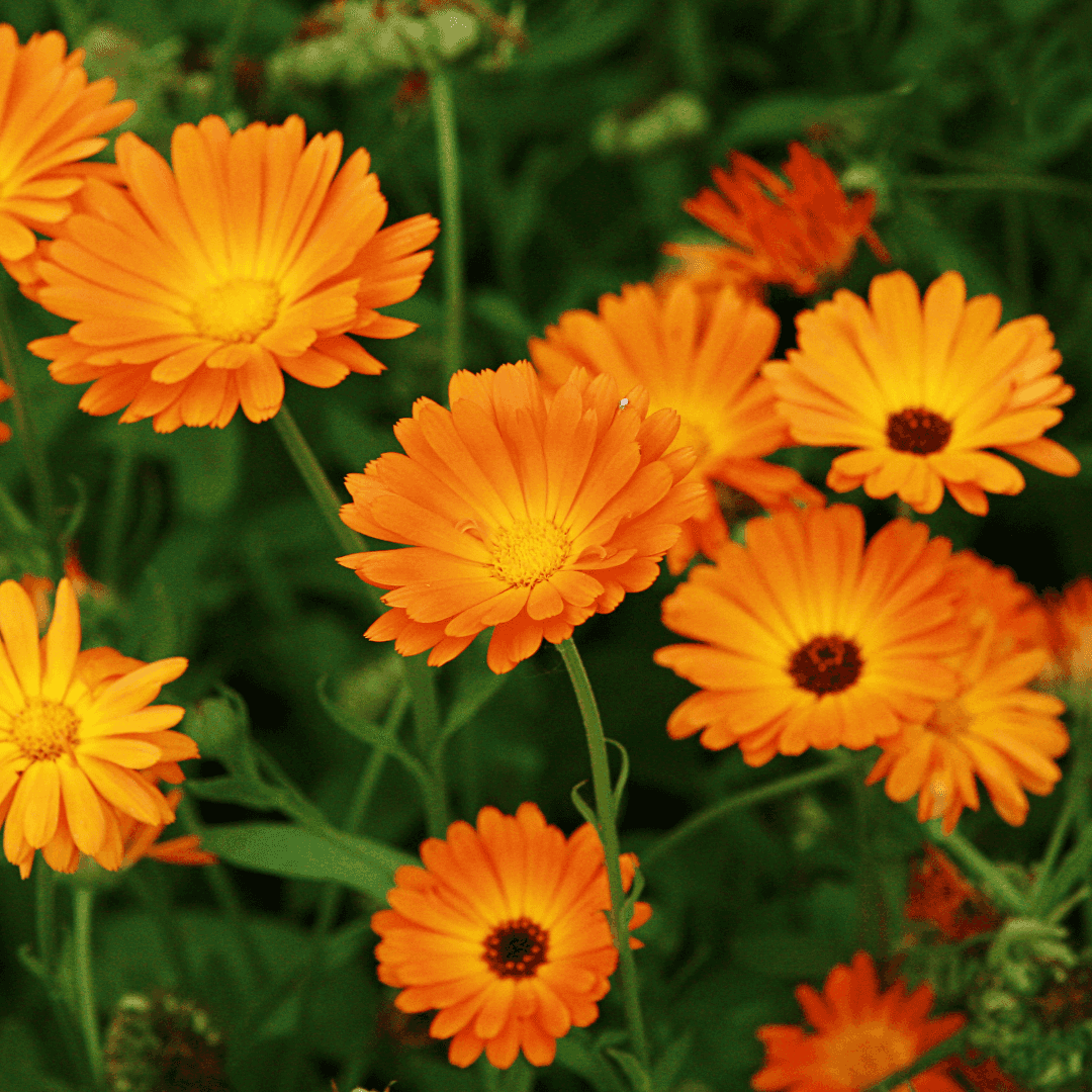Beautiful Orange Calendula Blooms