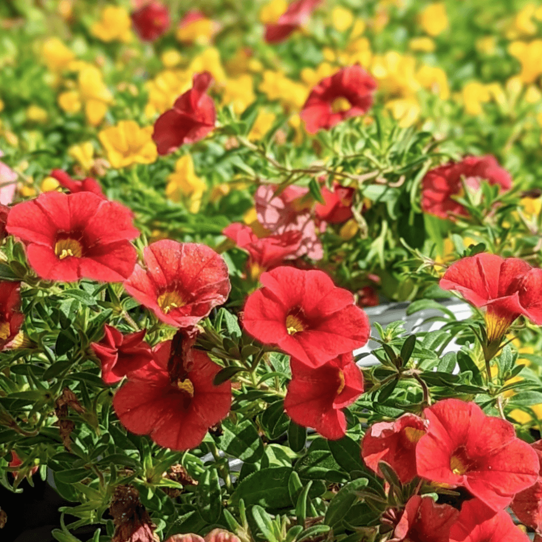 Beautiful Calibrachoa Blooms Red