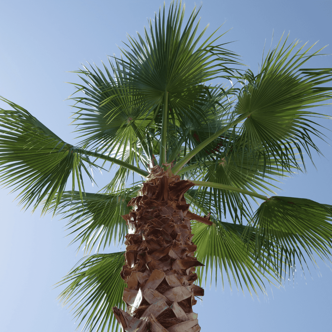 California Fan Palm
