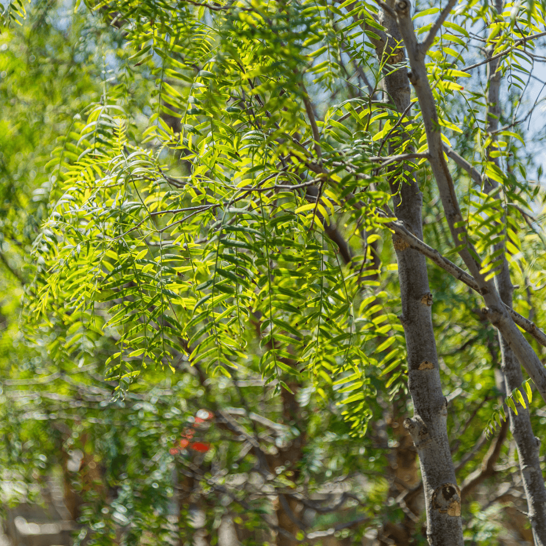 California Pepper Foliage