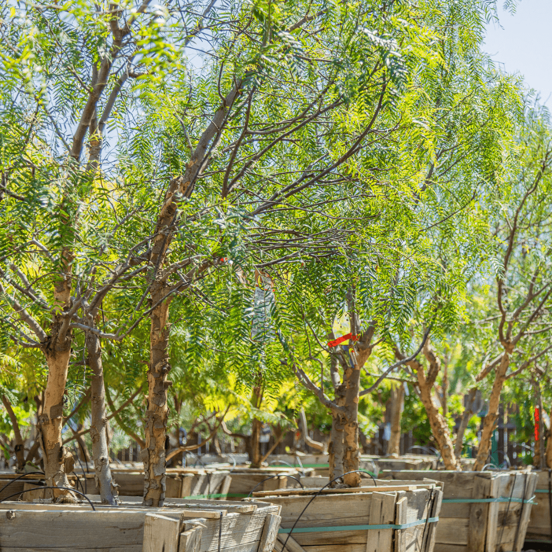 California Pepper Trees