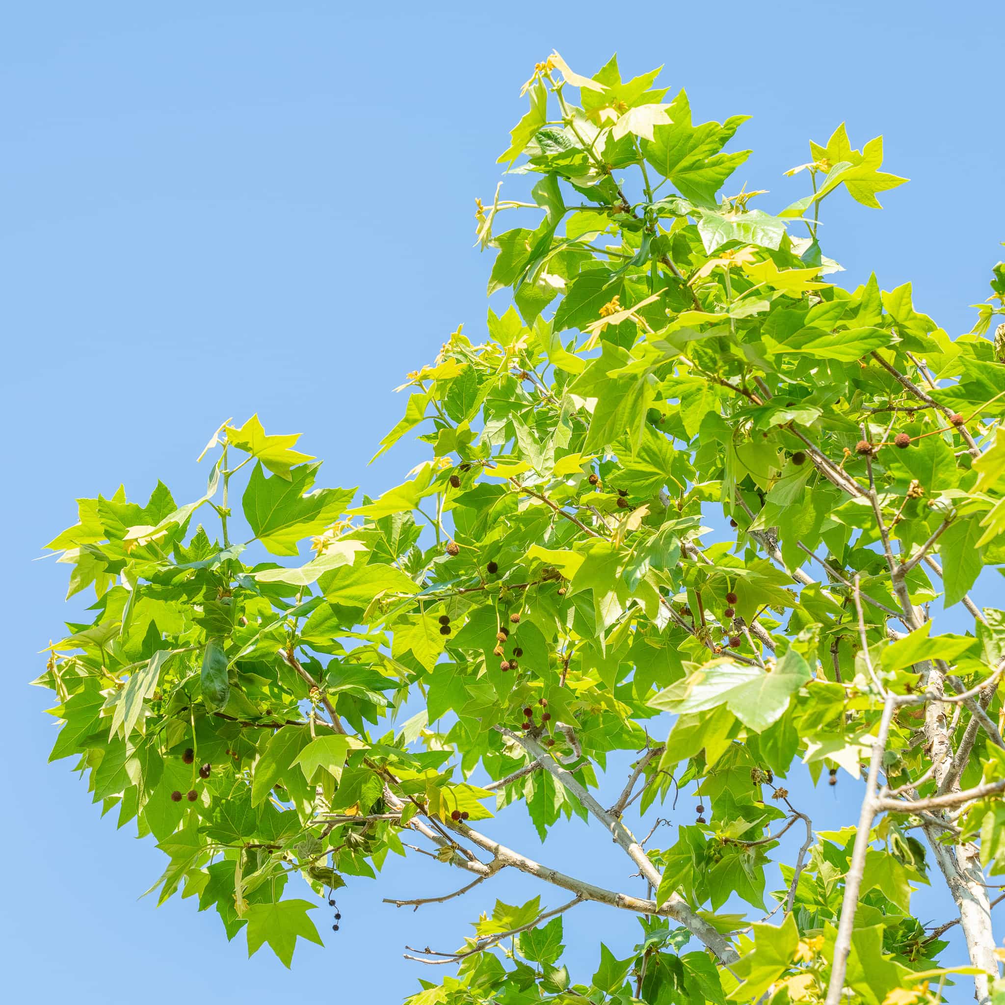 California Sycamore