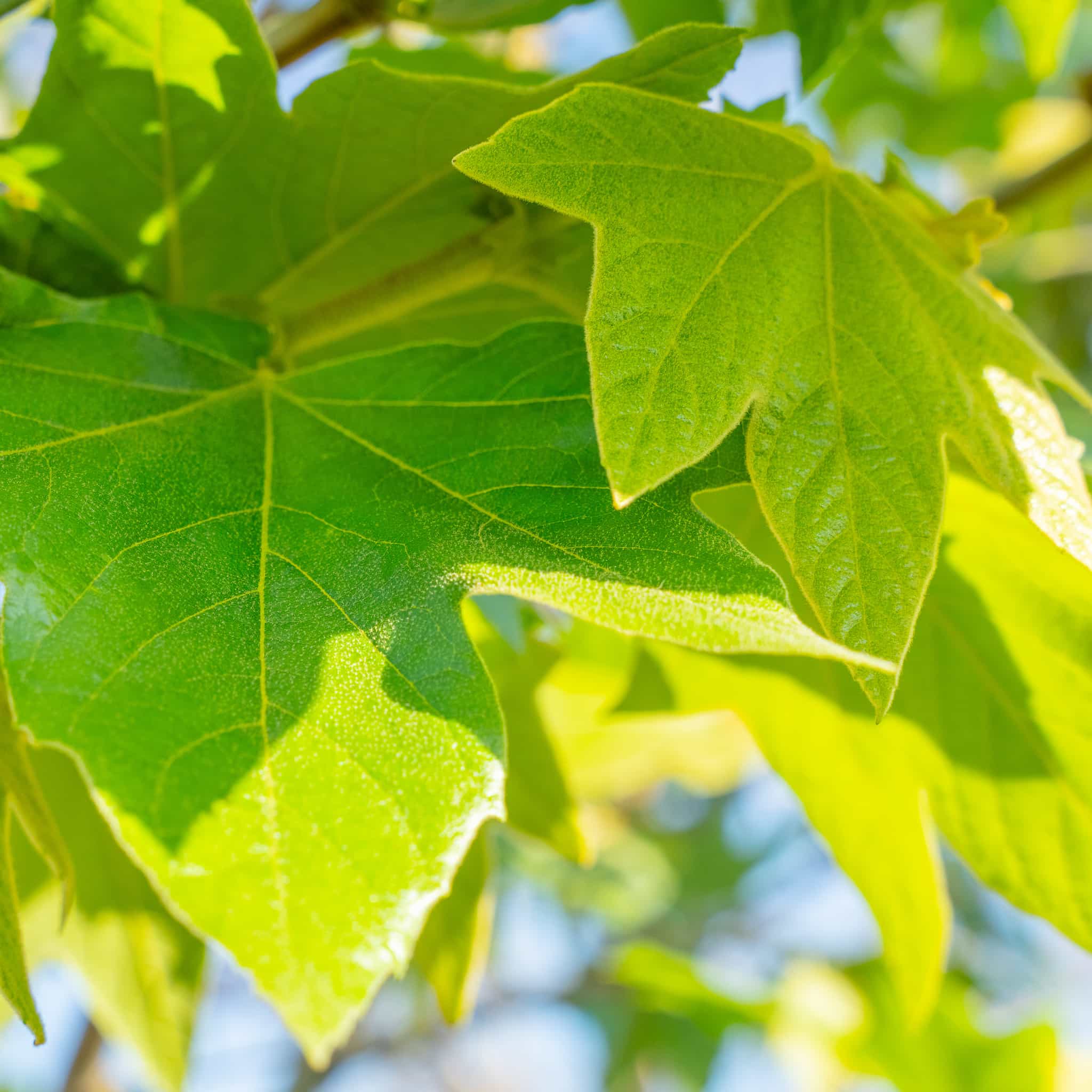 California Sycamore