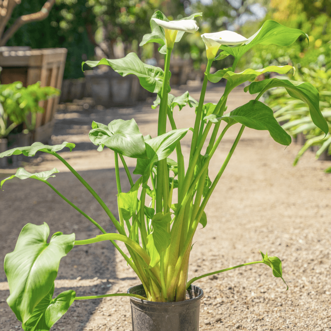 Beautiful Blooming Calla Lily