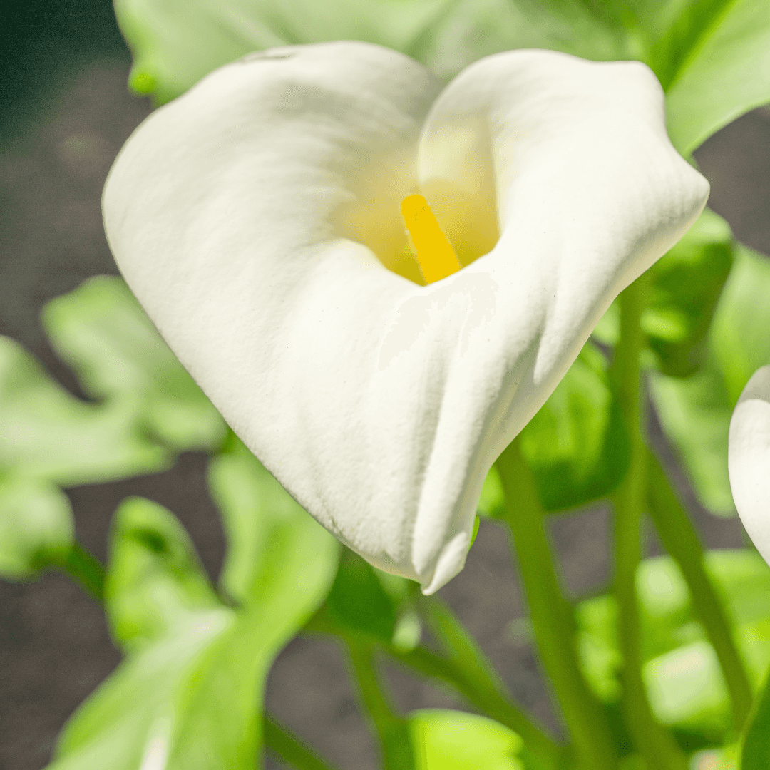 Beautiful Blooming Calla Lily