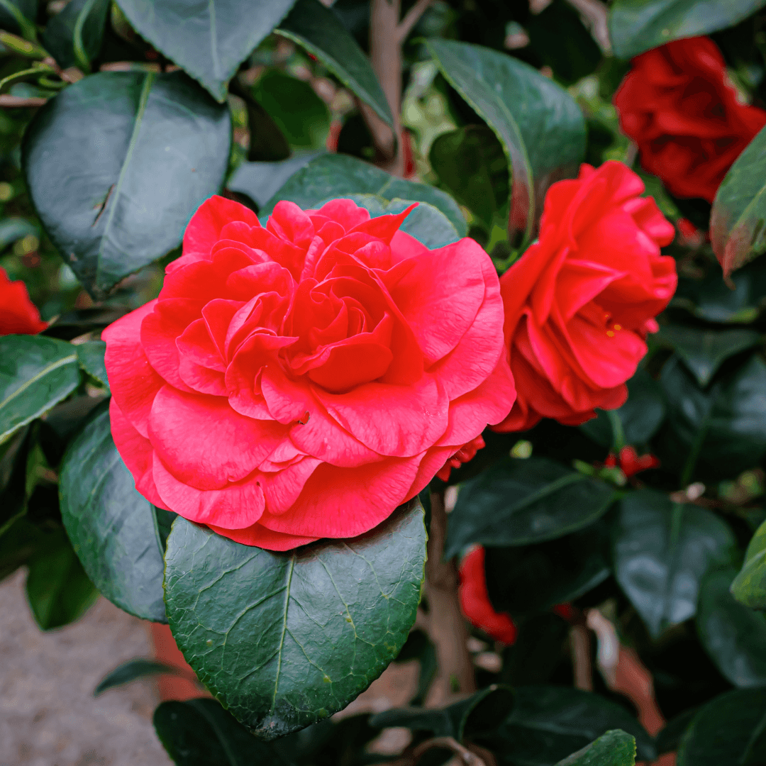 Beautiful Blooming Red Camellia Professor Sargent Plant Planted