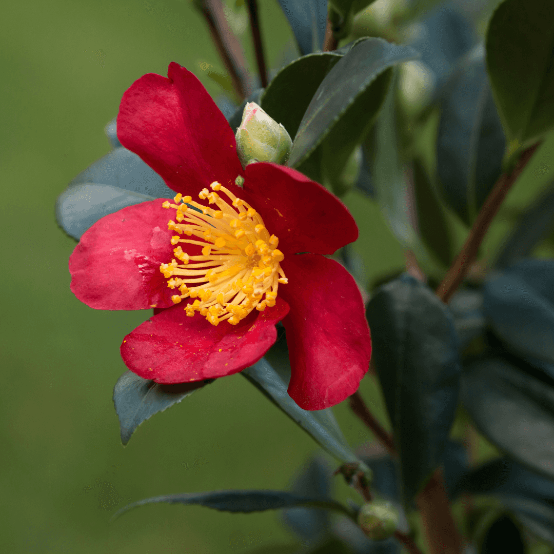 Beautiful Blooming Camellia Yuletide Plant with Red and Yellow Colored Flower