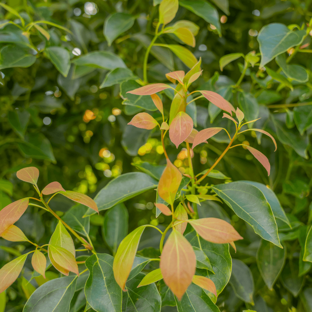 wild cherry plant Wild Cherry (Prunus avium) | Buy British Trees main image 0
