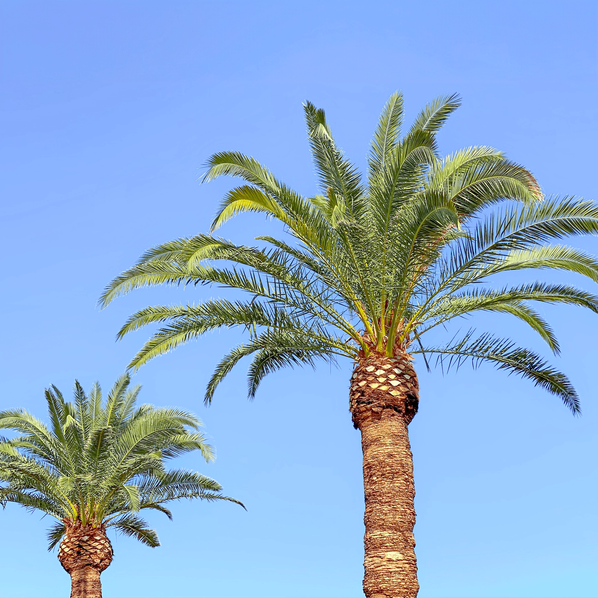 Pineapple Palm (Canary Island Date Palm) tops