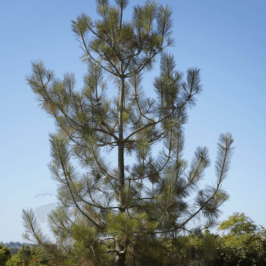 Large Mature Canary Island Pine Tree In Nursery Aisle