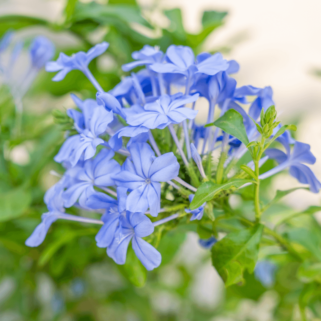 Cape Plumbago Flowers