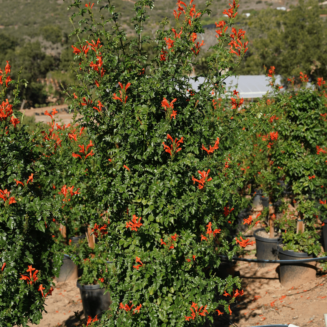 Large Mature Cape Honeysuckle Plant in Nursery Row with Beautiful Orange Flowers