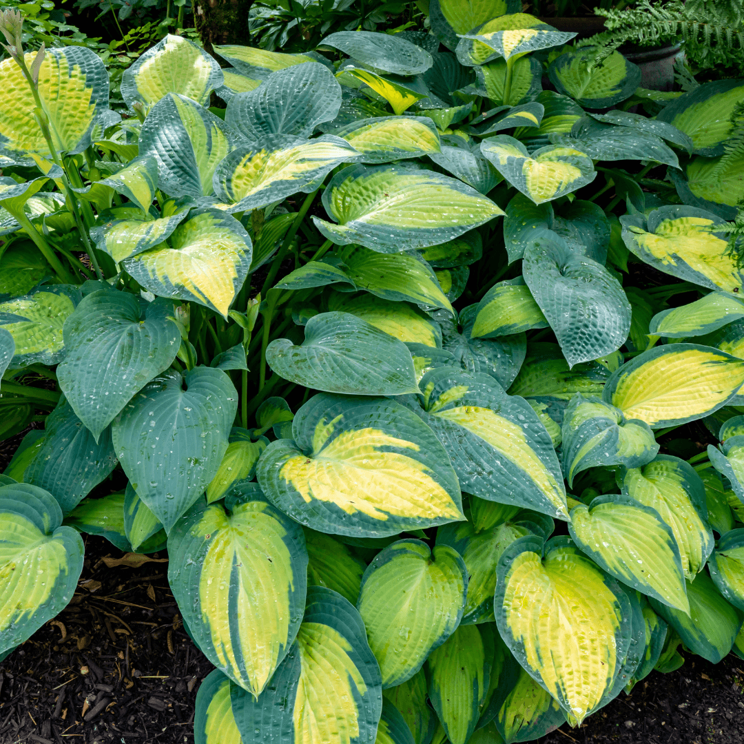 Mature Dense Captain Kirk Hosta Planted With Vibrant Foliage