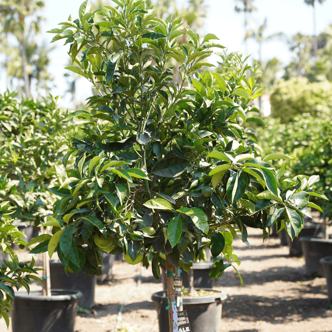 Mature Cara Cara Orange Tree