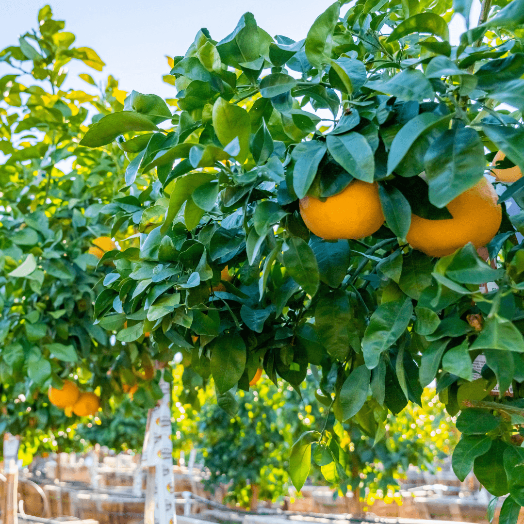 Beautiful Fruiting Cara Cara Orange