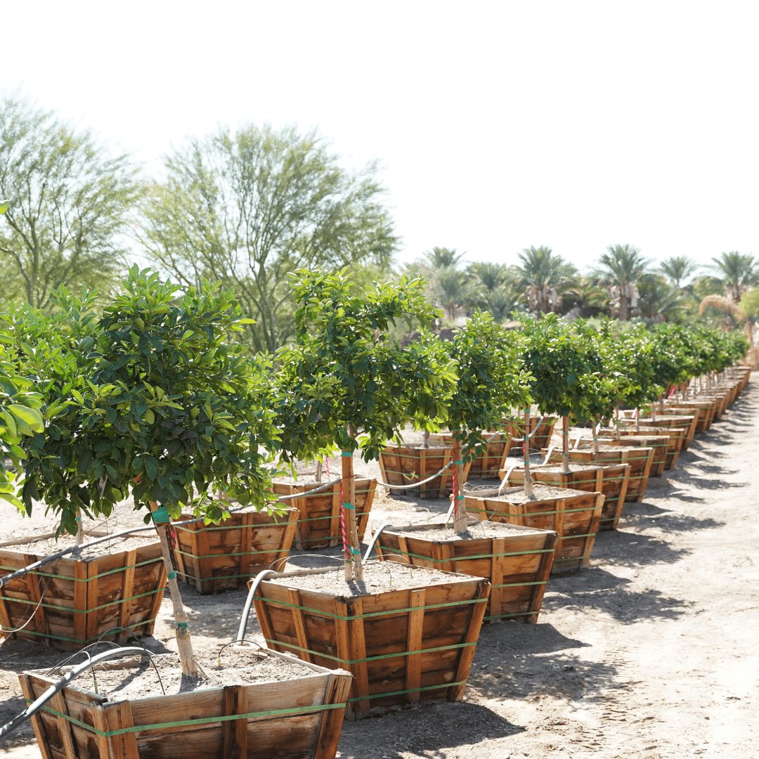 Multiple Cara Cara Orange Trees