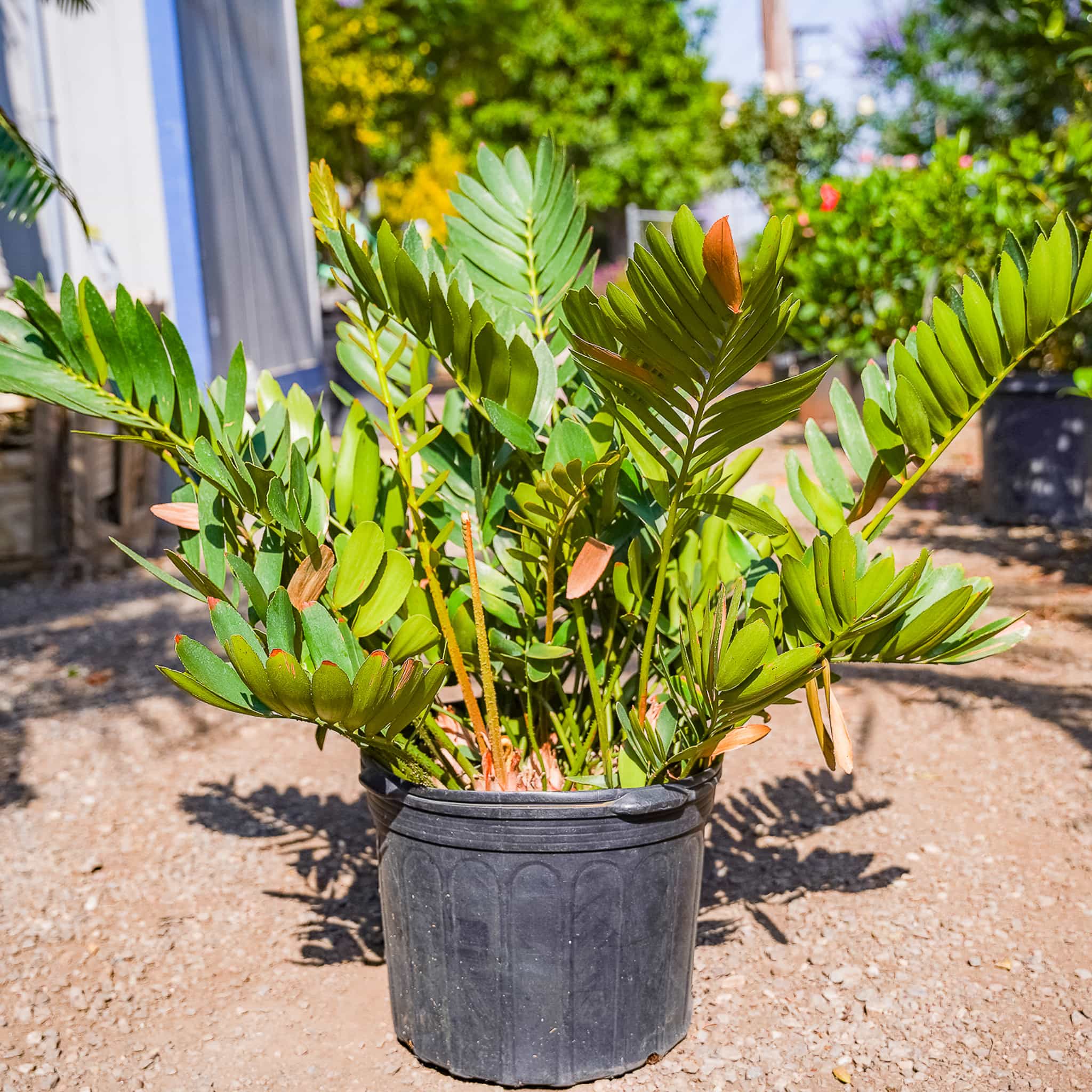 Cardboard Palm