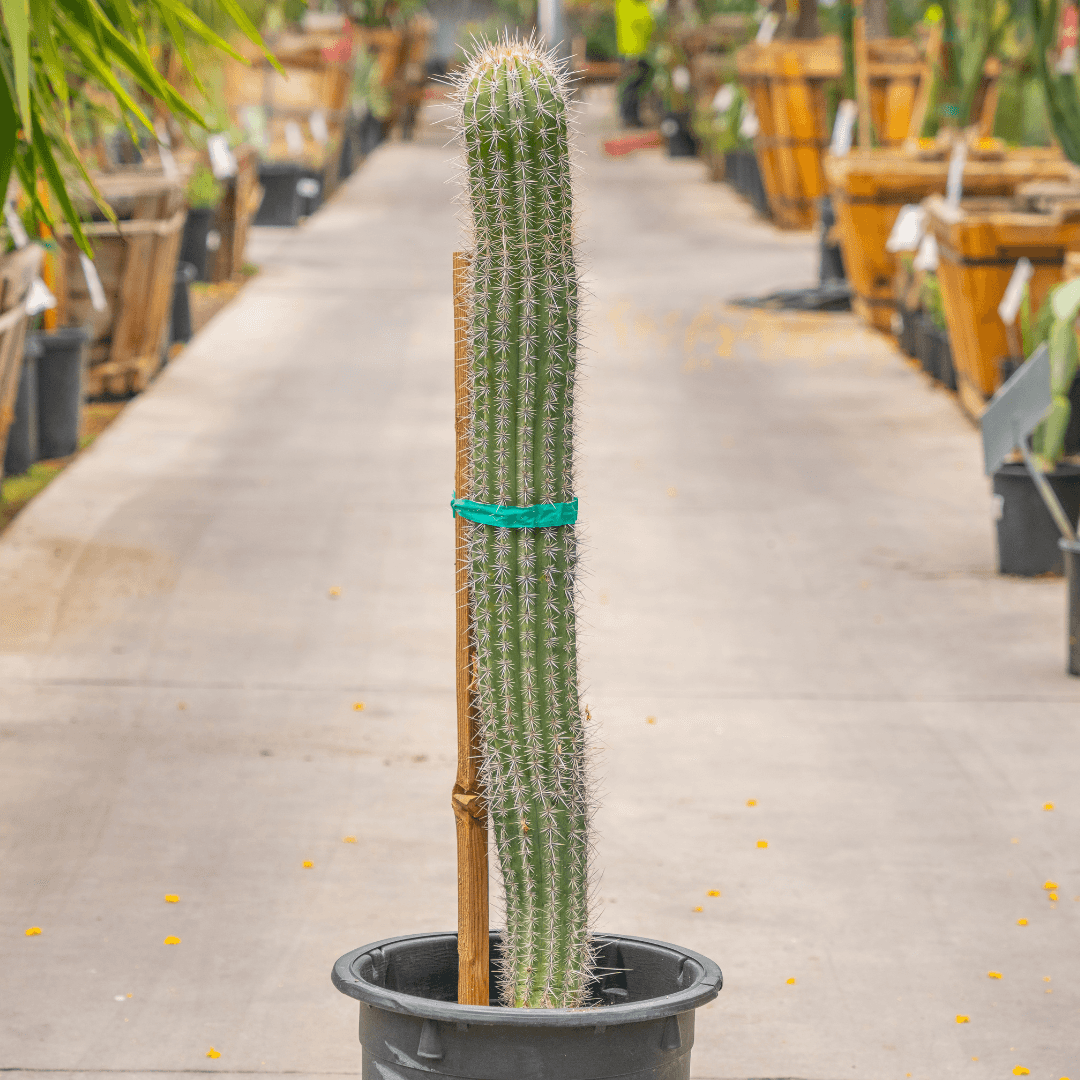 Mature Cardon Cactus