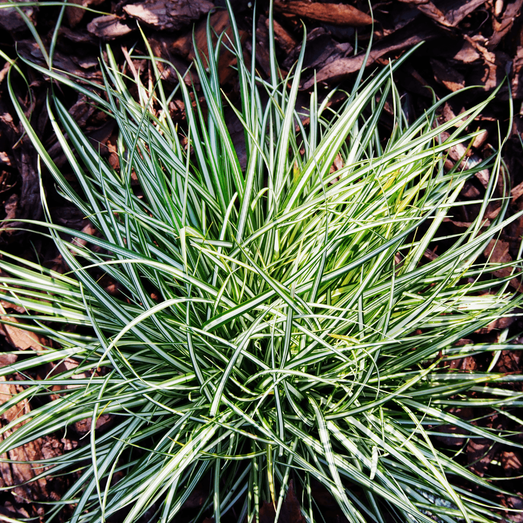Carex