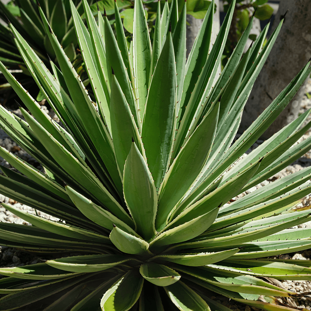 Beautiful Mature Caribbean Agave Planted In Yard
