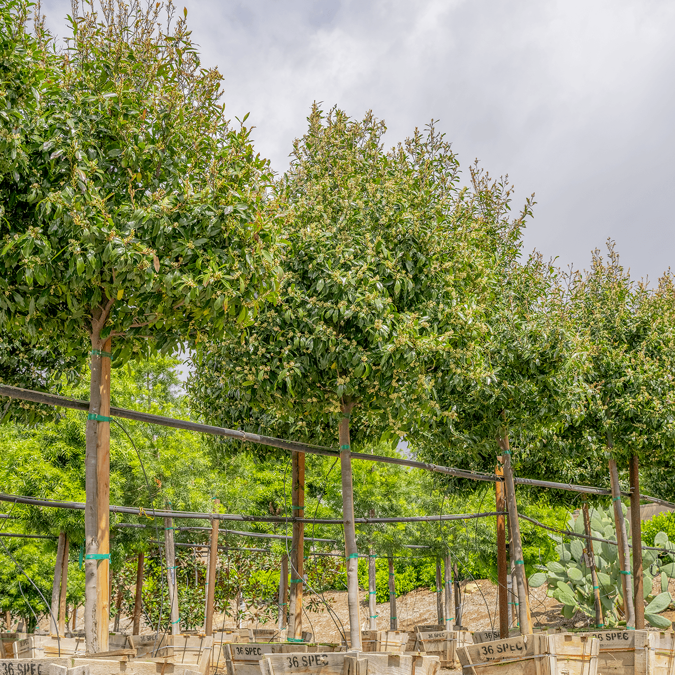 Carolina Cherry hedges in the nursery