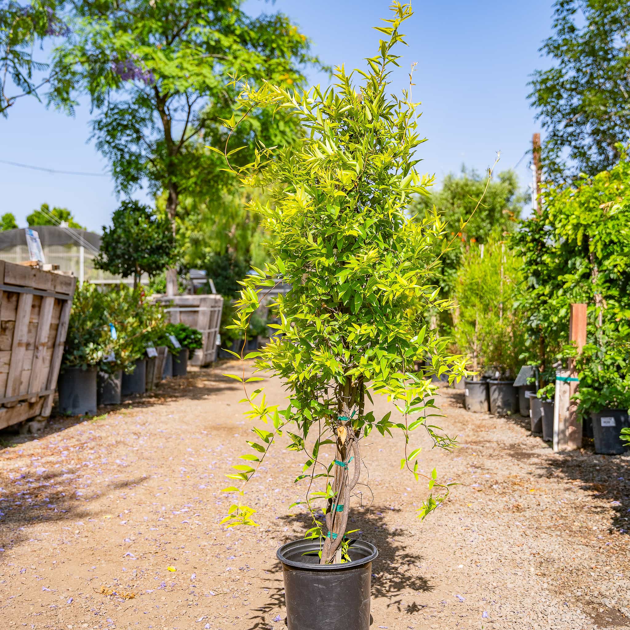 Carolina Jasmine