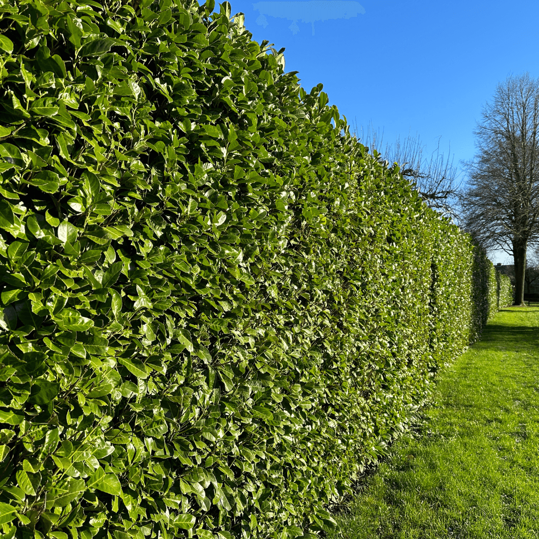 Beautiful Carolina Cherry Hedge Planted