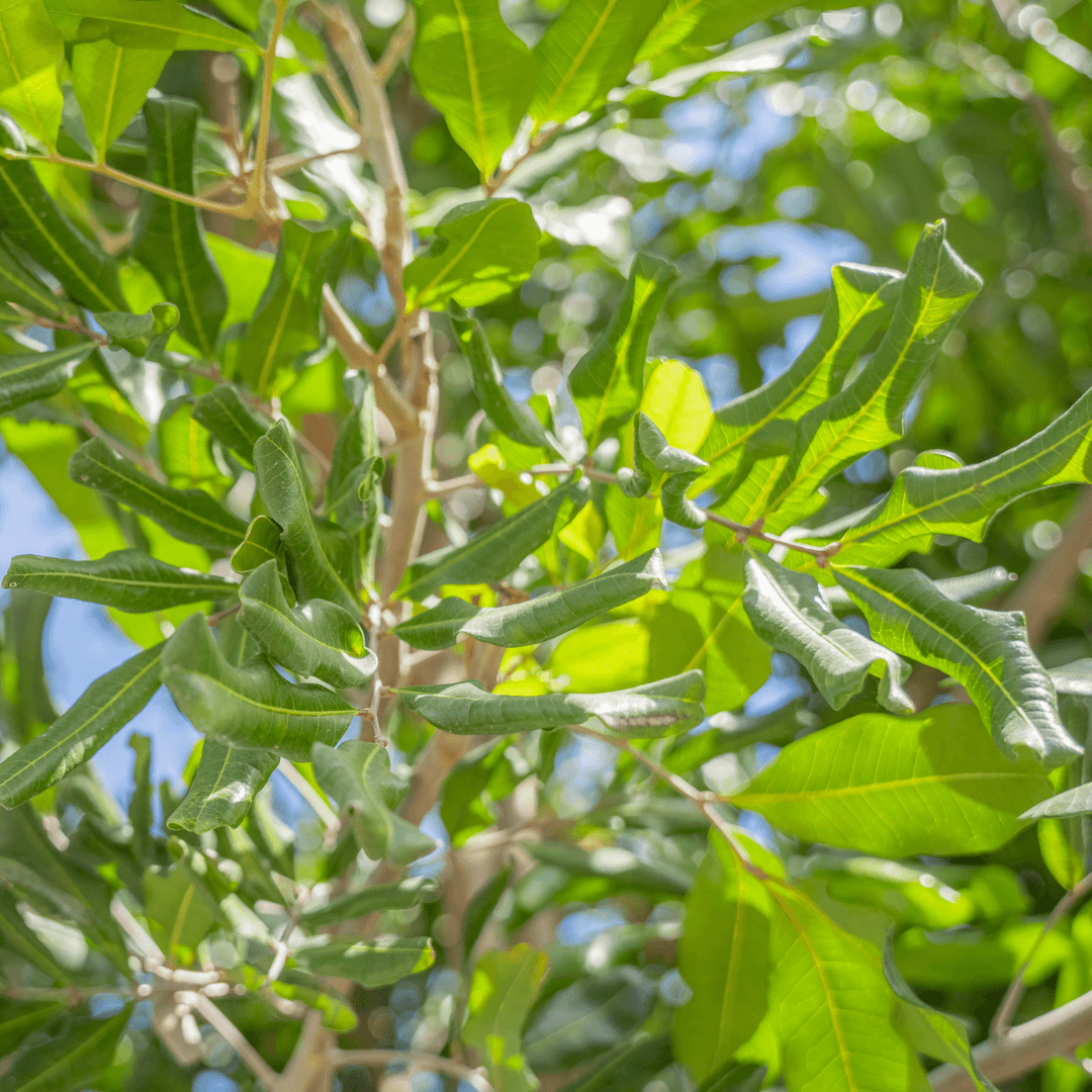 Carrotwood Tree Foliage