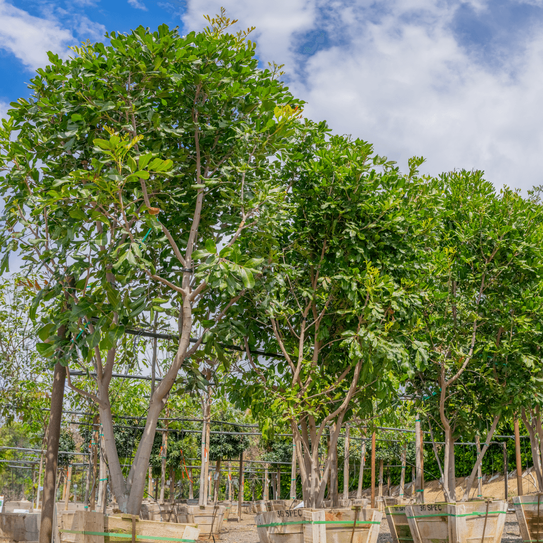 Carrotwood Trees