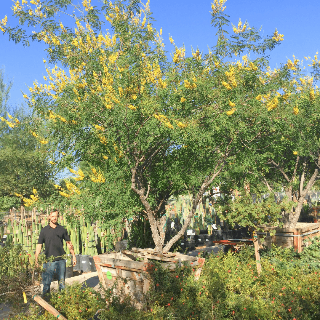 Cascalote Tree