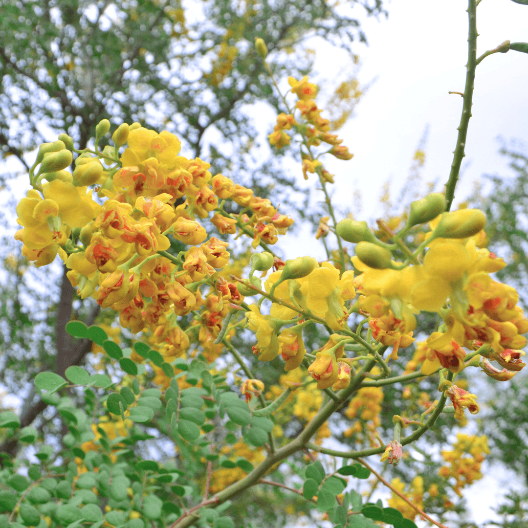 Cascalote Tree
